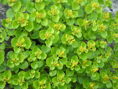 Perityle quinqueflora