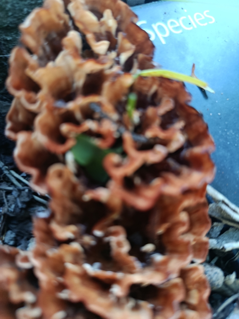 Podoscypha petalodes · April 2025 · photo: © pinkiellie (iNaturalist, cc0)