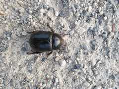 Pentodon bidens punctatus