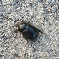 Pentodon bidens punctatus