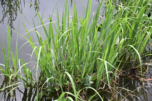 Image of Zizaniopsis miliacea by no rights reserved