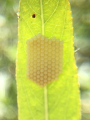 Pentatomidae