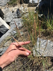 Festuca kingii