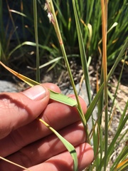 Festuca kingii