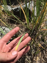 Festuca kingii
