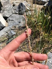 Festuca kingii