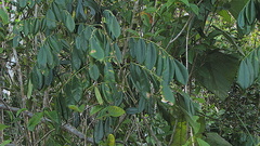 Machaerium condensatum