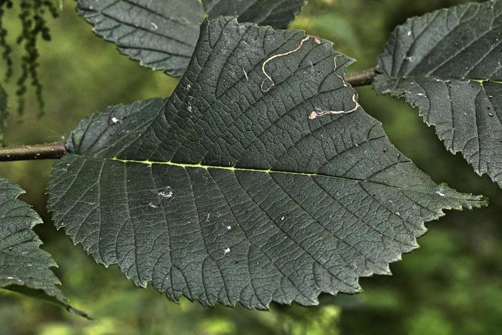 Barred Elm Pigmy