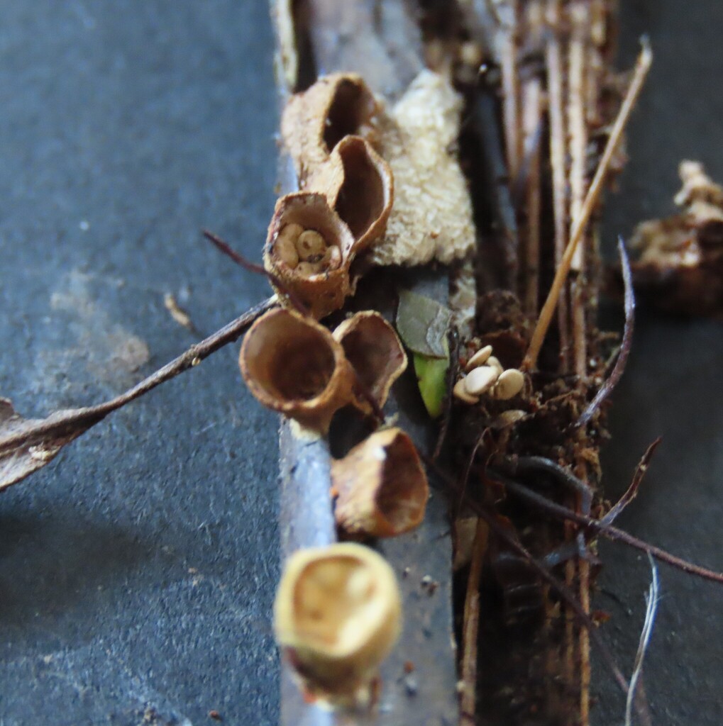 Crucibulum simile · April 2025 · photo: © dianne_and_gordon_purdie (iNaturalist, cc0)