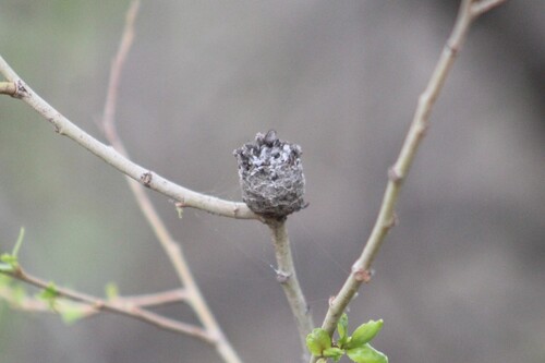 Unknown species found near Canyon County, ID, USA