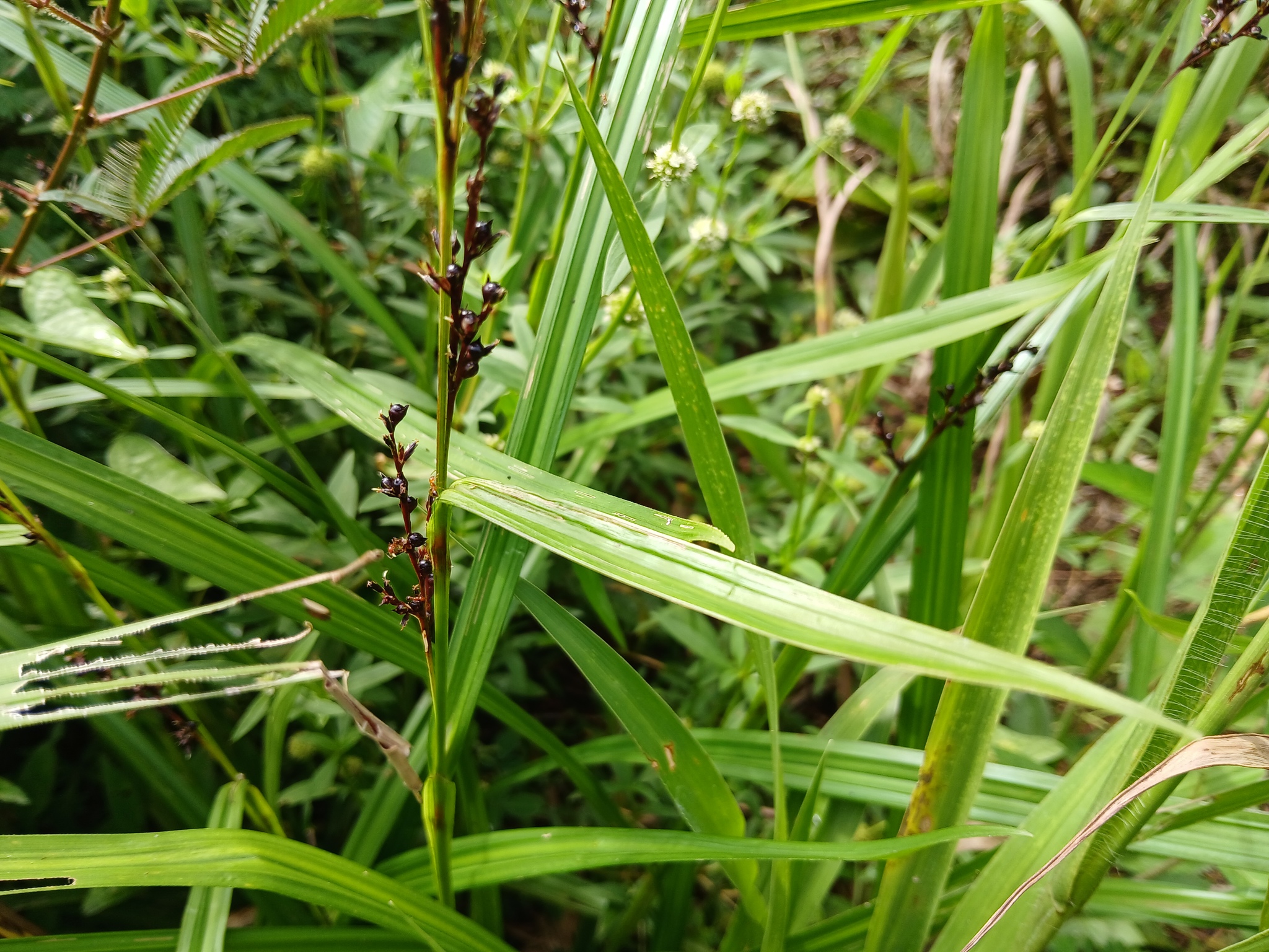 Imagem de Cipó-de-fogo