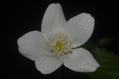 Anemone lancifolia, photograph Brian Finzel, CC BY-SA, iNaturalist via GBIF