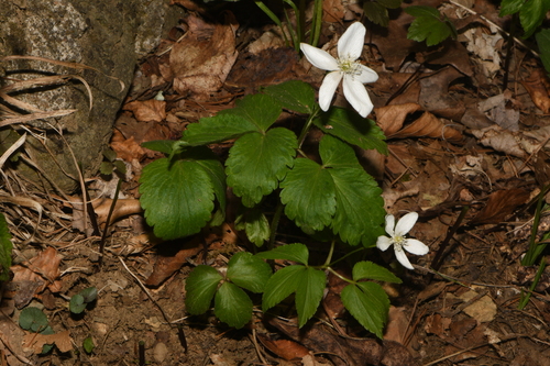 Anemone lancifolia, photograph 5