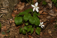 Anemone lancifolia, photograph Brian Finzel, CC BY-SA, iNaturalist via GBIF