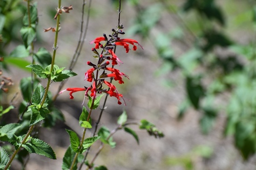 Salvia coccinea image