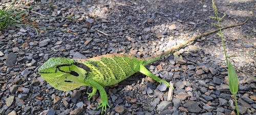 Boulenger's Bush Anole, Polychrus liogaster
