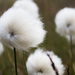 Scheuchzer's Cotton-Grass - Photo (c) Mikael Creative, some rights reserved (CC BY-NC-ND)