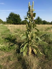 Verbascum