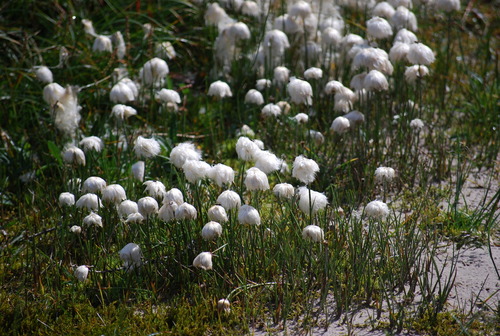 Scheuchzer's cottongrass