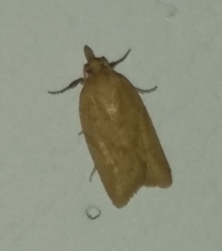 Clepsis coriacanus