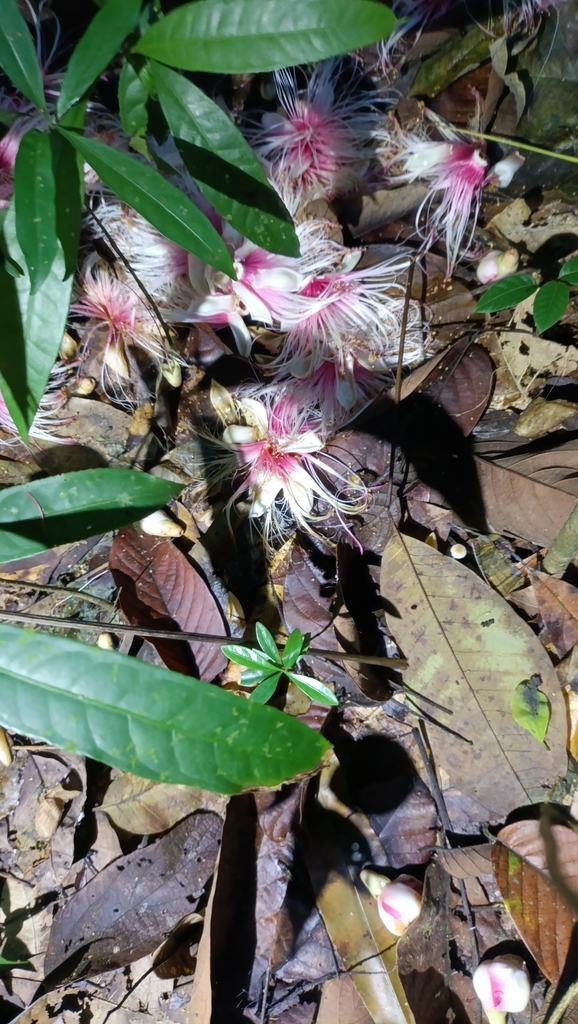 Barringtonia macrostachya