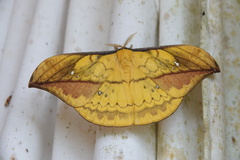 Copaxa multifenestrata