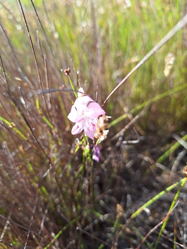 Image of Gladiolus brevifolius by (c) Adele SL, some rights reserved (CC BY)