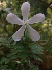 Saponaria officinalis