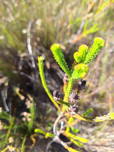 Image of Berzelia ecklonii by (c) Adele SL, some rights reserved (CC BY)