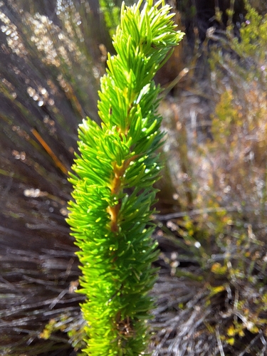 Image of Erica patersonia by (c) Adele SL, some rights reserved (CC BY)