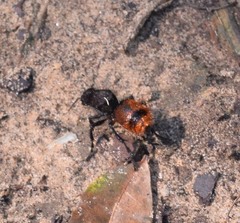 Dasymutilla clotho