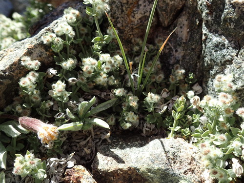 Image of Galium hypotrichium by (c) Martin Purdy, some rights reserved (CC BY)