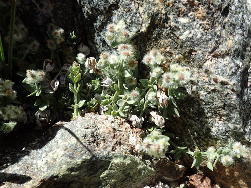 Image of Galium hypotrichium by (c) Martin Purdy, some rights reserved (CC BY)