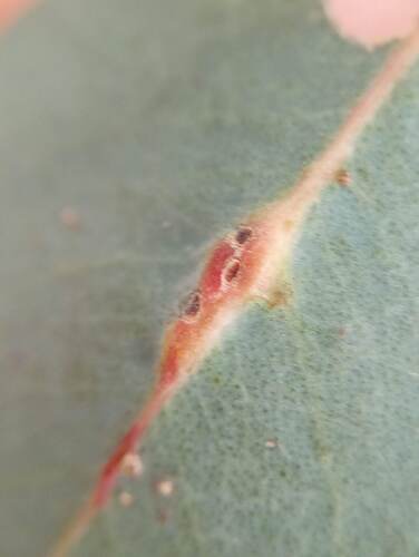 Eucalyptus Stem Gall Wasp photo 6