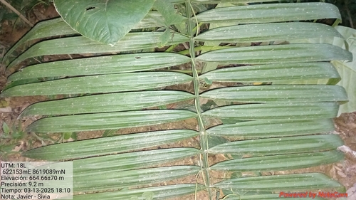 Image of Phytelephas macrocarpa by (c) Alfredo Gutierrez Dipaz, some rights reserved (CC BY)