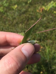 Scudderia curvicauda