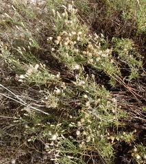 Baccharis texana