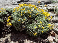 Draba subumbellata