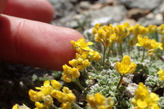 Draba subumbellata