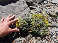 Draba subumbellata