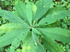 Neolasioptera vernoniae