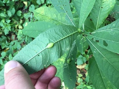 Neolasioptera vernoniae