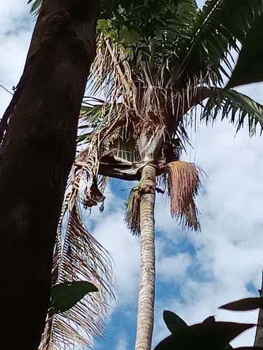 Oenocarpus bataua, photograph 6
