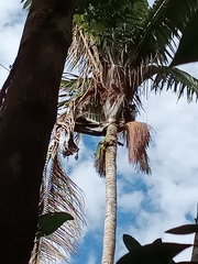 Oenocarpus bataua, photograph (c) Alfredo Gutierrez Dipaz, some rights reserved (CC BY)