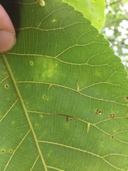 Caryomyia procumbens