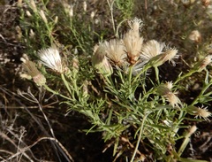 Baccharis texana