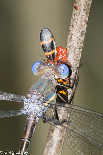 Great Spreadwing