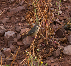 Conirostrum cinereum