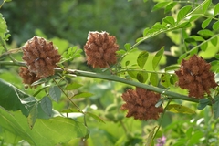 Glycyrrhiza echinata