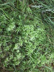 Sphagnum riparium